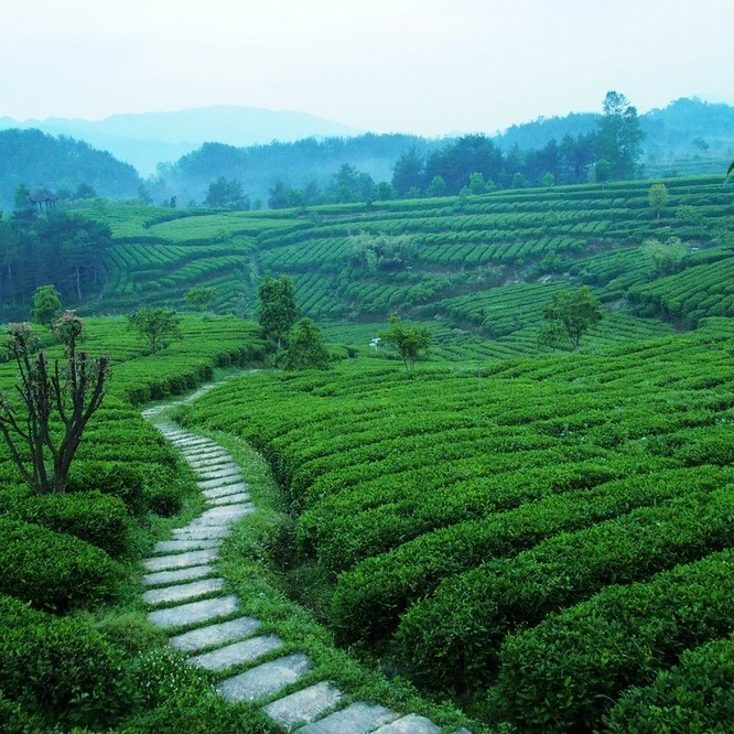 终须滚水走一趟，养就壶中满目春