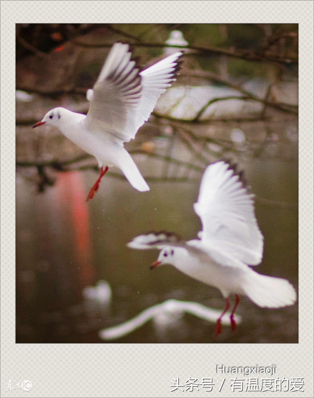 赛鸽比赛完了怎么处理,信鸽比赛归巢后怎么调理