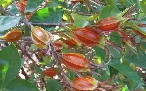 特色农业致富项目加盟,农业种植致富项目大全