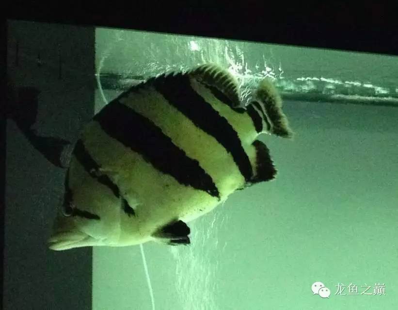 新版泰国虎,老版泰国虎绝版