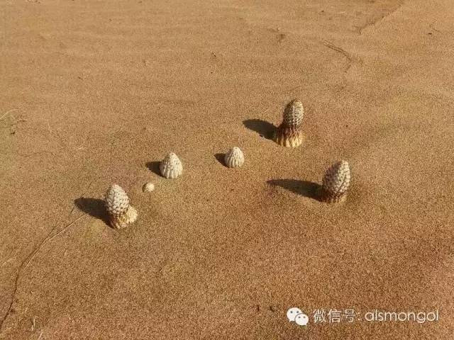 蒙古阿拉善肉苁蓉,阿拉善苁蓉生长在哪儿