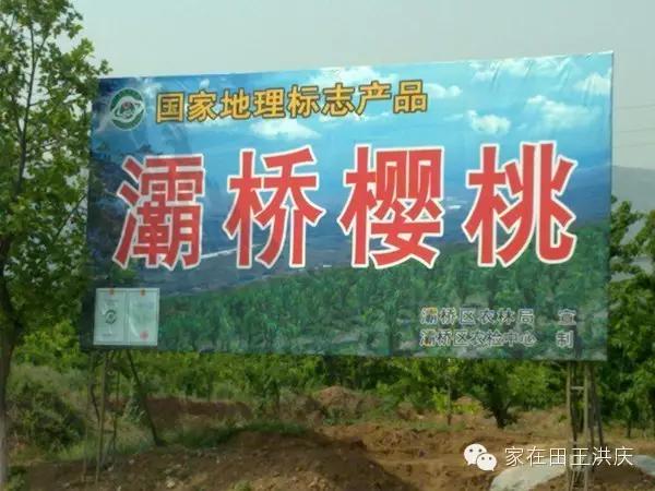 白鹿原采摘大樱桃,去白鹿原采摘樱桃