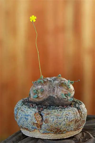 红梅多肉悬崖桩老桩,多肉老桩怎么养