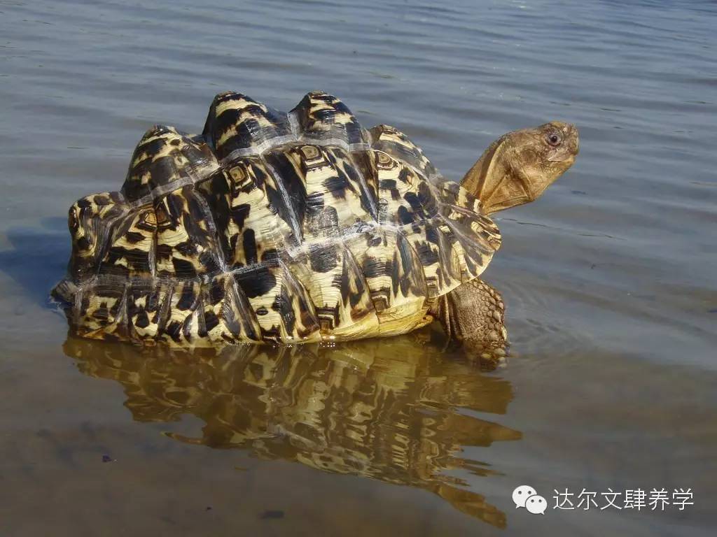 达尔文的象龟,达尔文进化岛最终进化形态