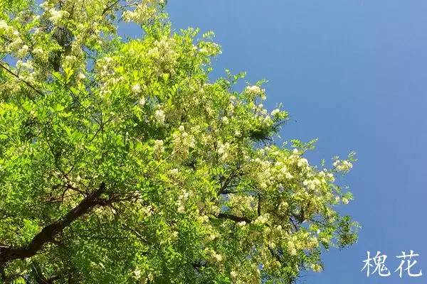 趣谈英文花名,趵突泉山大校区春天