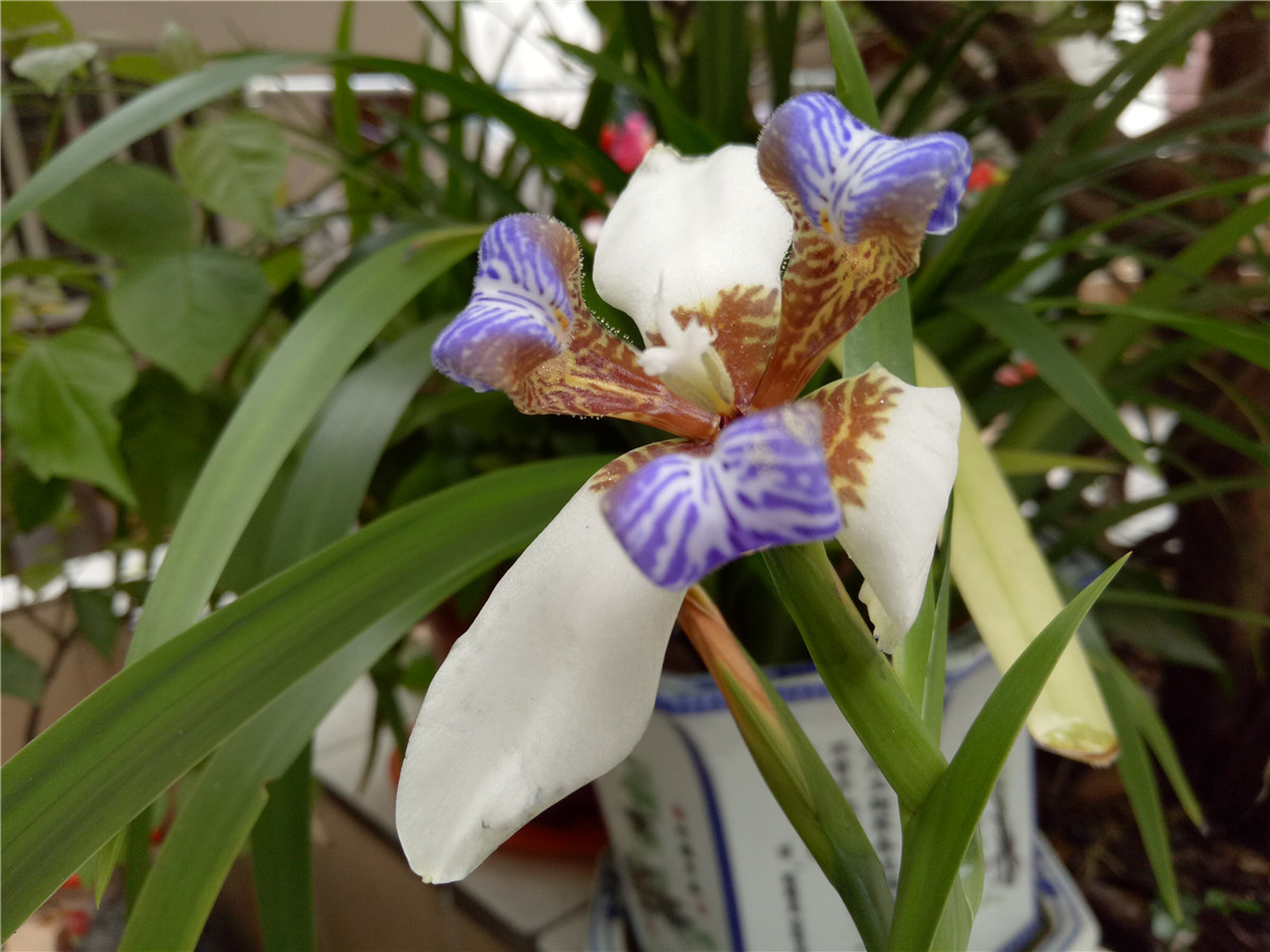 oppor9实测充电5分钟,oppor9充电了吗