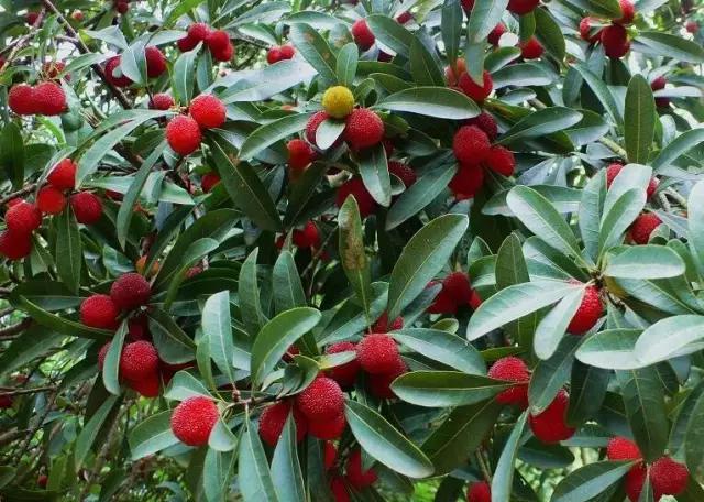 五一假期快来农业园摘蓝莓,五一快来摘草莓了