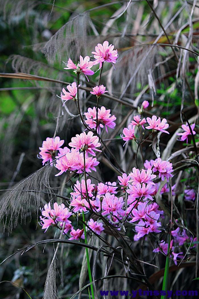 12生肖排行顺序加名称,12生肖是如何命名的
