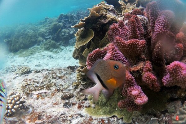 珊瑚海日本,陪你去看海底世界