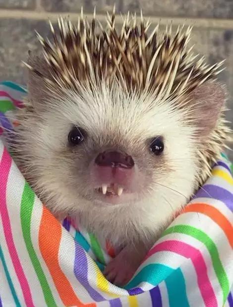 社会学生群殴打架真实事件,今日说法学生群殴打架真实事件