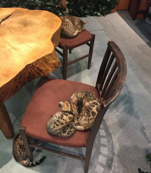 令人不禁着迷的豹纹魅力！日本首间“豹猫咖啡厅”人气开张