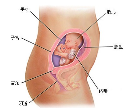 药物流产和人流哪种危害更小一些