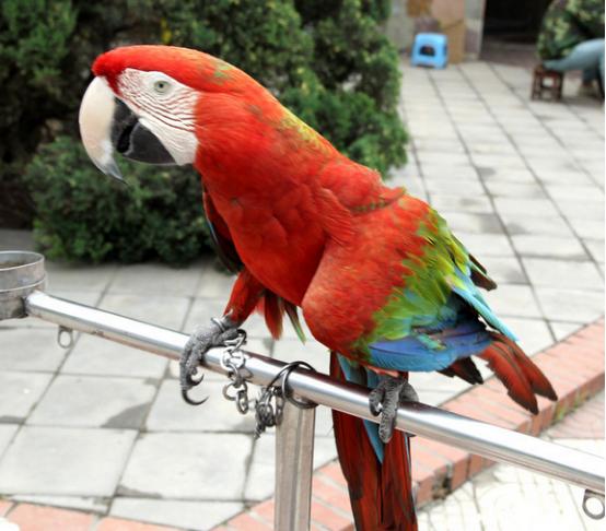 鹦鹉养殖疾病防治大全