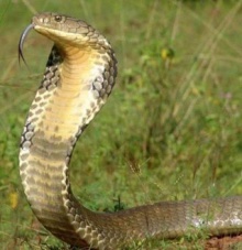 眼镜王蛇对世界上移动速度最快的第二大毒蛇黑曼巴，棋逢对手啊