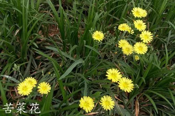 趣谈英文花名,趵突泉山大校区春天