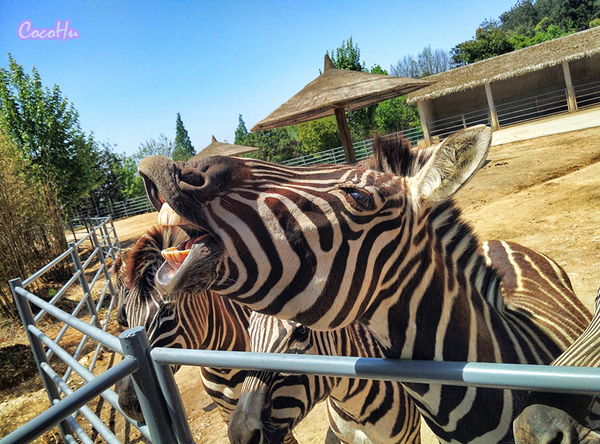 中南百草原景区动物园,中南百草原景区动物