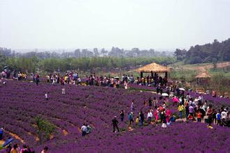 喝薰衣草的功效与作用是什么,薰衣草纯露功效与作用