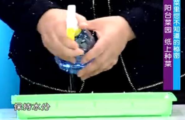 纸上种菜可以种向日葵吗,种菜小窍门两张纸就搞定