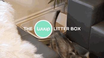 猫奴福音,猫奴拯救猫咪