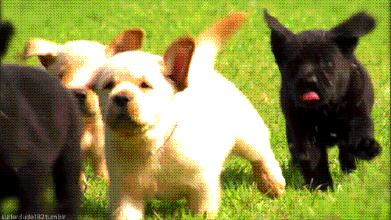 世界上体型最小的十只狗,世界上体重最小的狗狗