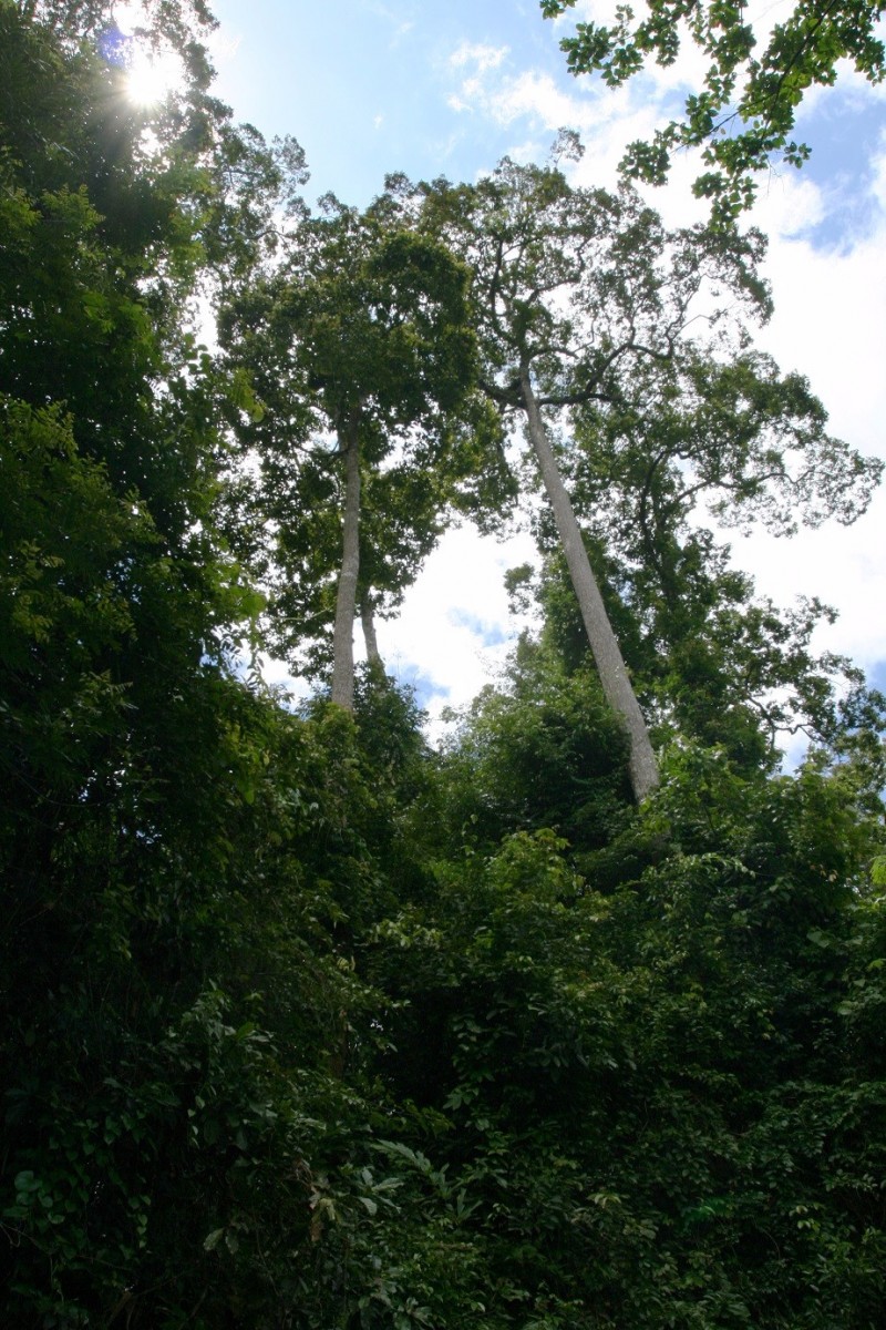擎天柱云南,中国珍稀植物望天树
