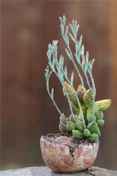 红梅多肉悬崖桩老桩,多肉老桩怎么养