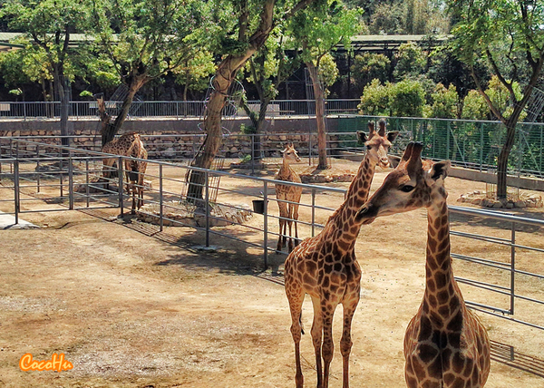 中南百草原景区动物园,中南百草原景区动物