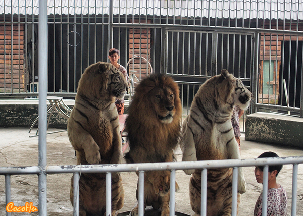 中南百草原景区动物园,中南百草原景区动物