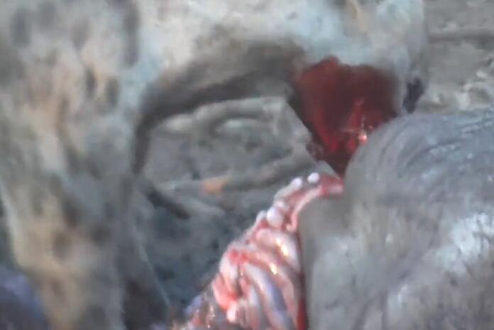 鬣狗活吃水牛，掏肛致肠子外露，头伸进肚子，满脸鲜血，血腥吓人