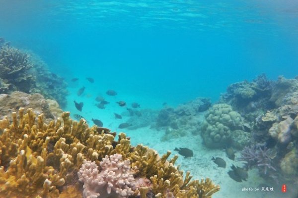 珊瑚海日本,陪你去看海底世界