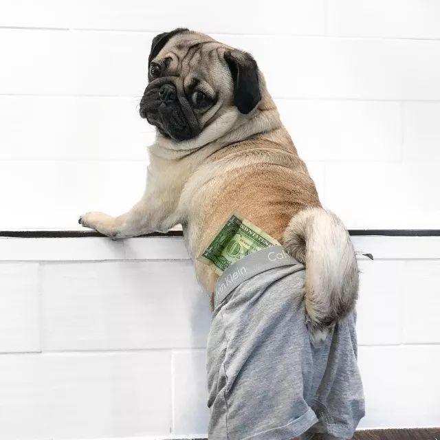 潮狗道格“爷是你无法攀登到的高度”丨每日午间报