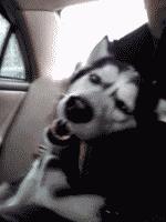 你必须知道的事情是什么,血统不纯正的哈士奇就是二哈吗