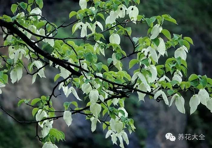 冷知识干货科普植物 (植物大战僵尸2冷门知识)