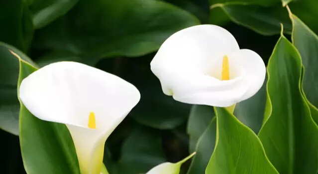 彩色马蹄莲花语象征与寓意,马蹄莲花语象征与寓意