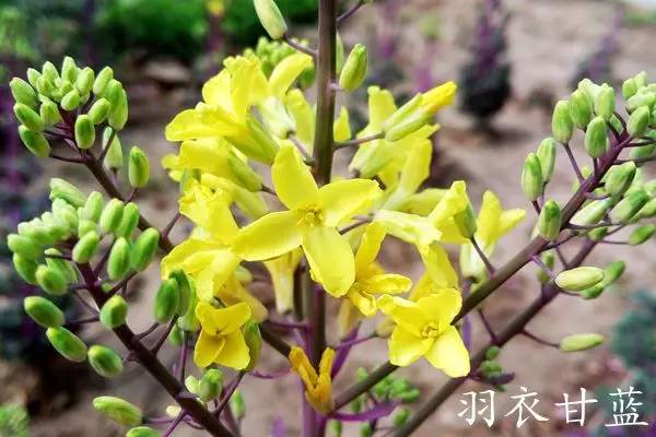 趣谈英文花名,趵突泉山大校区春天