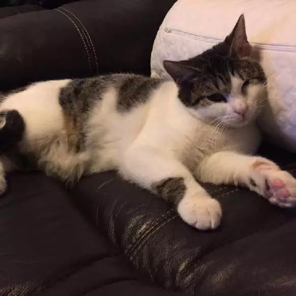 上海领养猫公益,上海领养狗狗店