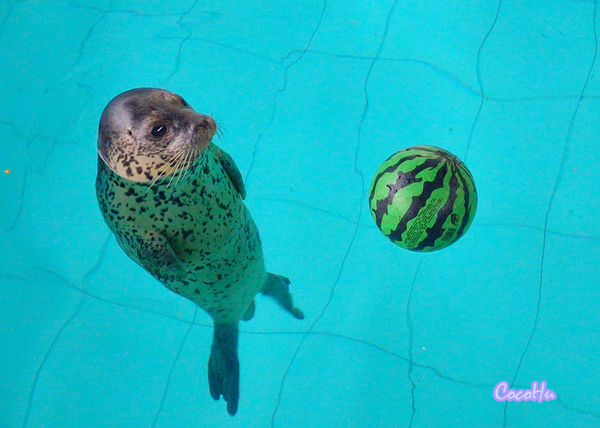 中南百草动物园,中南百草园萌宠乐园