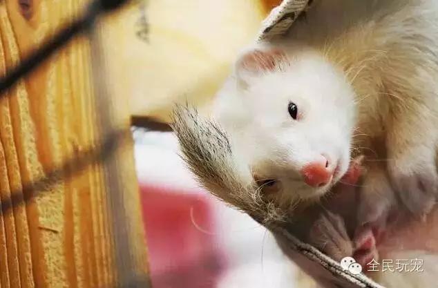 养一只貂的成本,家里可以养貂吗