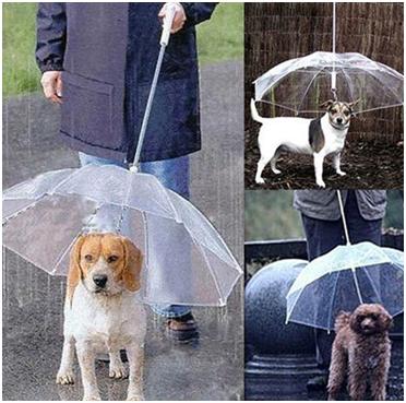 别让贫穷限制了你的想象力：2018宠物产品选品指南