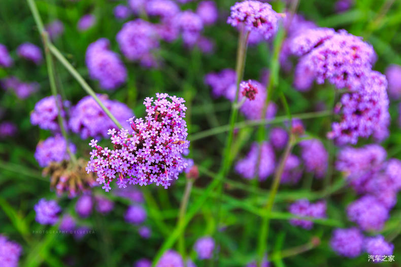 家乡之美美篇,家乡之美原唱完整版