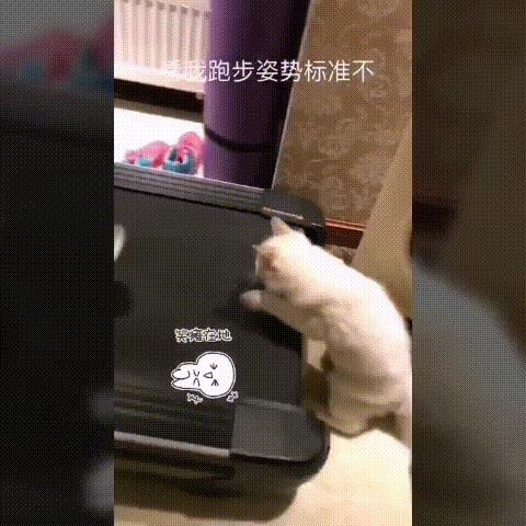 选猫需要问哪些问题,选猫英短重点