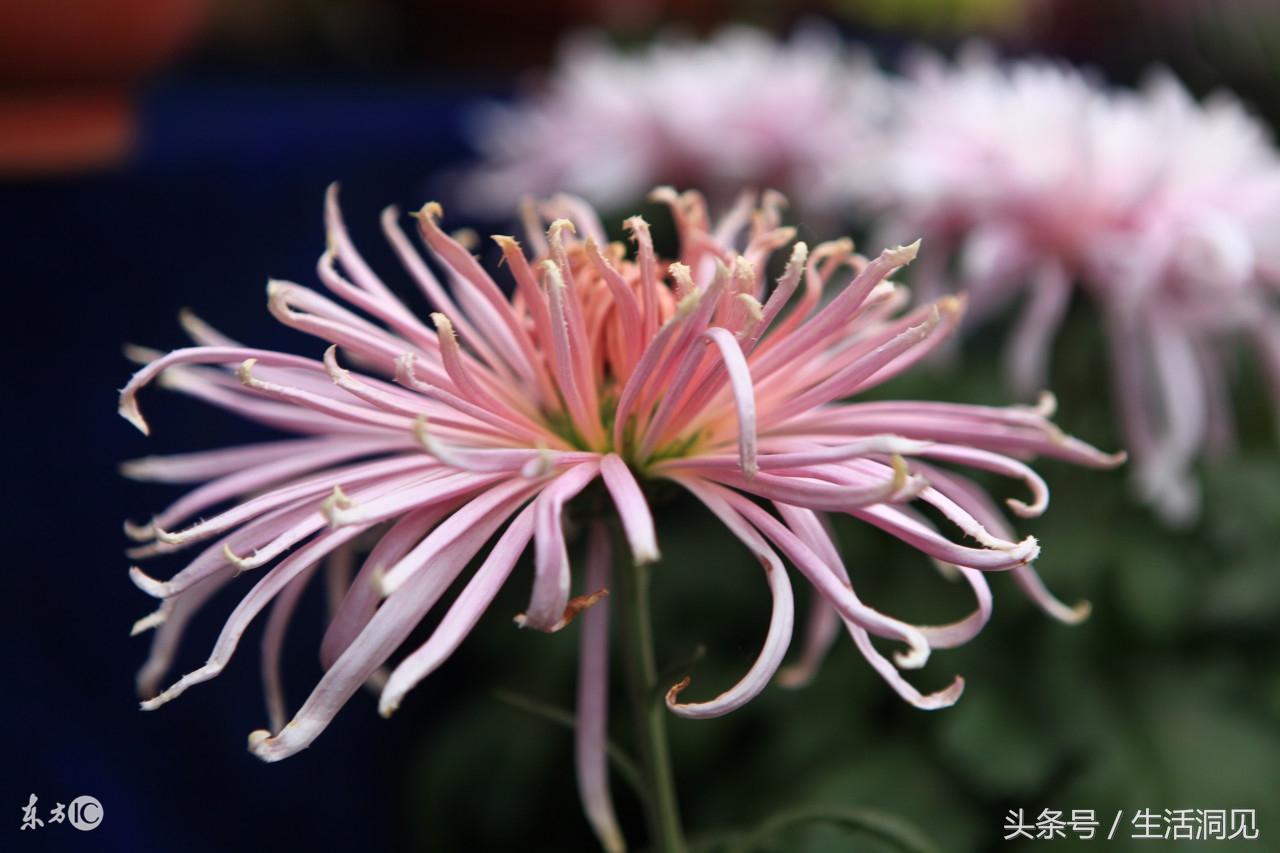 怎么样才能识破诈骗手段,生活处处是骗子套路