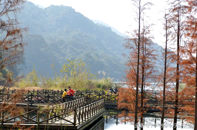 从化石门公园赏红叶旅游团,从化石门森林公园赏梅花路线