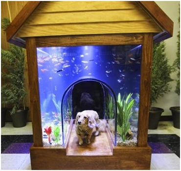 别让贫穷限制了你的想象力：2018宠物产品选品指南