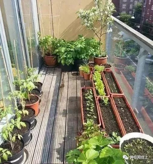 花花草草生虫用什么药更好,阳台花草长虫怎么处理