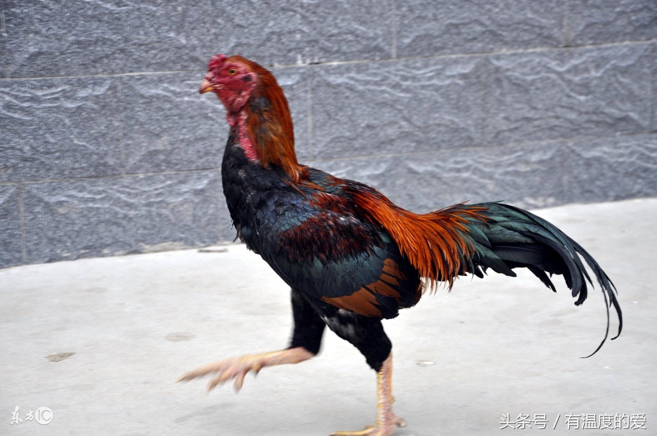 初学养鸡,选鸡技术