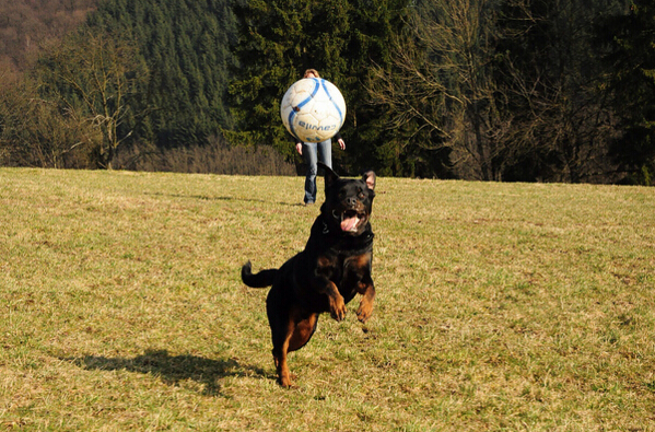 德国犬种罗威纳图片,欧美最受欢迎的犬种罗威纳犬