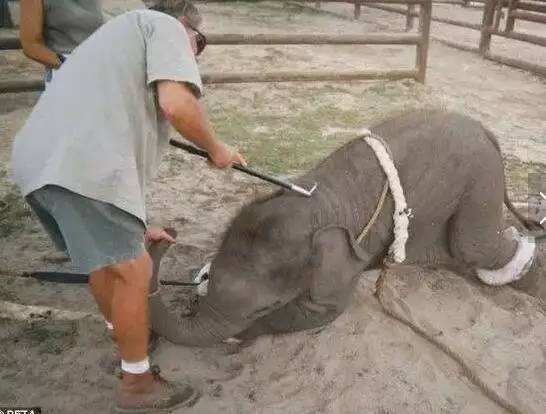 泰国导游被大象踩死,导游在泰国被大象踩死