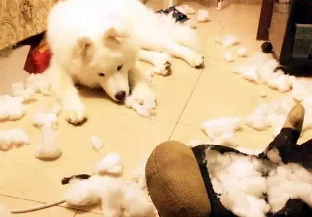 泰迪越打它越叛逆,泰迪太淘气应该打吗