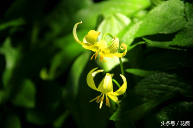 被叫猪牙花,花开却美过蝴蝶兰,而且至少活10年以上!